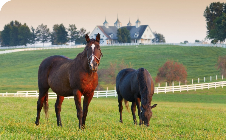 Equine Farm and Liability Equine Farm and Liability Insurance